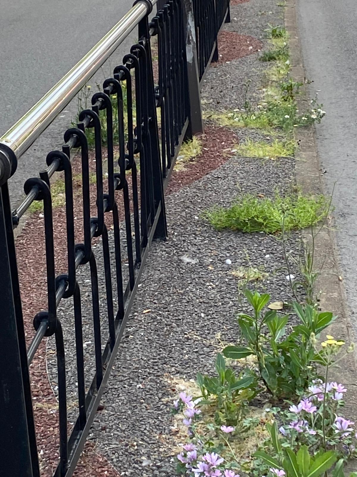 La dejadez del equipo de gobierno de Diez inunda de maleza y basura la medianera de la Condesa a escasos metros del Parador de San Marcos  